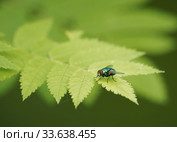 Обыкновенная зелёная падальница (Lucilia caesar) Стоковое фото, фотограф Dmitry29 / Фотобанк Лори