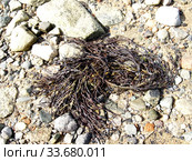 Фурцеллярия равновершинная (Furcellaria lumbricalis) на каменистом берегу Белого моря. Стоковое фото, фотограф Ирина Борсученко / Фотобанк Лори