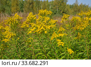 Золотарник канадский (лат. Solidago canadensis) цветет на опушке леса. Стоковое фото, фотограф Елена Коромыслова / Фотобанк Лори