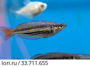 Fish Zebra danio, Zebrafish (Brachydanio rerio, Danio rerio) Стоковое фото, фотограф Евгений Ткачёв / Фотобанк Лори