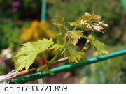Grapevine in spring. Стоковое фото, фотограф Марина Володько / Фотобанк Лори