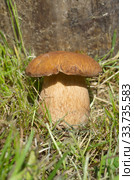 Белый гриб (лат. Boletus edulis) растет в лесу возле дерева. Стоковое фото, фотограф Елена Коромыслова / Фотобанк Лори