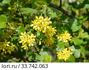 Цветене смородины золотистой (Ribes aureum Pursh.) Стоковое фото, фотограф Ирина Борсученко / Фотобанк Лори