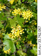 Смородина золотистая (Ribes aureum Pursh.). Цветущее растение. Стоковое фото, фотограф Ирина Борсученко / Фотобанк Лори