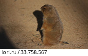 Black tailed prairie dog (Cynomys ludovicianus) Стоковое видео, видеограф Яков Филимонов / Фотобанк Лори