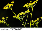 Goutweed (Aegopodium podagraria) flower in the garden. Стоковое фото, фотограф Евгений Ткачёв / Фотобанк Лори