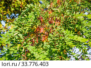 Стручки Робинии ложноакациевой (Robinia Pseudoacacia) Стоковое фото, фотограф Алёшина Оксана / Фотобанк Лори