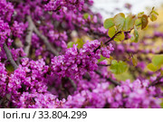 Blooming purple cercis siliquastrum trees in the fields. Стоковое фото, фотограф Яков Филимонов / Фотобанк Лори