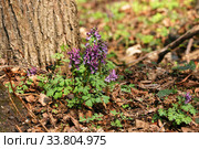 Хохлатка цветет (Corydalis) Стоковое фото, фотограф Щеголева Ольга / Фотобанк Лори