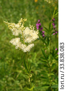 Таволга вязолистная цветет (Filipendula ulmaria) Стоковое фото, фотограф Щеголева Ольга / Фотобанк Лори