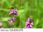 Стрекоза кроваво-красная, самец (Sympetrum sanguineum) на цветах буквицы лекарственной. Стоковое фото, фотограф Щеголева Ольга / Фотобанк Лори