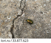 Жук бронзовка ( Cetonia aurata ) майский золотистый. Стоковое фото, фотограф Кузнецов Максим / Фотобанк Лори