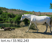 Лошади пришли на водопой. Стоковое фото, фотограф Татьяна Т / Фотобанк Лори