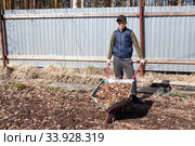Подросток разбрасывает сухую листву из ручной тележки на огороде. Стоковое фото, фотограф Кекяляйнен Андрей / Фотобанк Лори