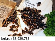 Wild hand cathered mussels on ice. Стоковое фото, фотограф Nataliia Zhekova / Фотобанк Лори