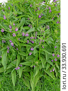 Окопник лекарственный (Symphytum officinale L.). Цветущие растения. Стоковое фото, фотограф Ирина Борсученко / Фотобанк Лори
