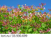 Цветущая жимолость каприфоль (Lonicera caprifolium L.) на фоне голубого неба. Стоковое фото, фотограф Ирина Борсученко / Фотобанк Лори