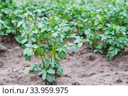 Young potato plant growing on the soil. Potato bush in the garden. Стоковое фото, фотограф Nataliia Zhekova / Фотобанк Лори