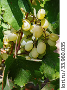 Large bunch of white wine grapes hang from a vine. Winemaking. Стоковое фото, фотограф Nataliia Zhekova / Фотобанк Лори