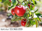 Ripe sweet apple fruits growing on a apple tree branch. Стоковое фото, фотограф Nataliia Zhekova / Фотобанк Лори