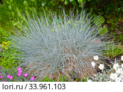 Овсяница голубая (сизая) (Festuca cinerea) растет в цветнике. Стоковое фото, фотограф Ирина Борсученко / Фотобанк Лори