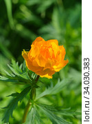 Купальница азиатская (лат. Trollius) цветет в саду. Стоковое фото, фотограф Елена Коромыслова / Фотобанк Лори