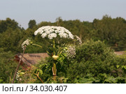 Борщевик, соцветие и листья (Heracleum) Стоковое фото, фотограф Щеголева Ольга / Фотобанк Лори
