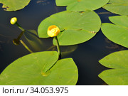 Цветок кубышки жёлтой (Nuphar lutea L.) Стоковое фото, фотограф Ирина Борсученко / Фотобанк Лори