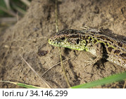 Ящерица прыткая, или проворная или обыкновенная (лат. Lacerta agilis) Стоковое фото, фотограф Александр Романов / Фотобанк Лори