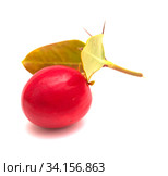 Natal plum, Carissa macrocarpa ripe red edible fruit. Стоковое фото, фотограф Tamara Kulikova / Фотобанк Лори