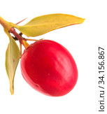 Natal plum, Carissa macrocarpa ripe red edible fruit. Стоковое фото, фотограф Tamara Kulikova / Фотобанк Лори