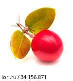 Natal plum, Carissa macrocarpa ripe red edible fruit. Стоковое фото, фотограф Tamara Kulikova / Фотобанк Лори