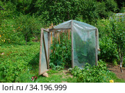 Теплица - подсобное хозяйство монастыря (2009 год). Стоковое фото, фотограф lana1501 / Фотобанк Лори