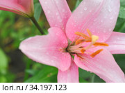 Flower of pink lilies with dew dropsmacro. Стоковое фото, фотограф Tetiana Chugunova / Фотобанк Лори