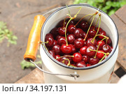 Many cherries in old cans in the village. Стоковое фото, фотограф Tetiana Chugunova / Фотобанк Лори