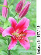 Pink lily with buds on a branch. Стоковое фото, фотограф Tetiana Chugunova / Фотобанк Лори