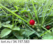 Декоративная фальшивая земляника или дюшенея индийская (Duchesnea indica) в саду. Стоковое фото, фотограф Irina Opachevsky / Фотобанк Лори