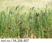 Заросли рогоза широколистного (Typha latifolia L.) на берегу водоема. Стоковое фото, фотограф Ирина Борсученко / Фотобанк Лори