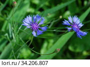 Василёк посевной (лат. Centaurea cyanus) Стоковое фото, фотограф lana1501 / Фотобанк Лори