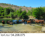 Лошади пришли на водопой. Стоковое фото, фотограф Татьяна Т / Фотобанк Лори