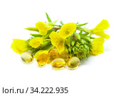 Ослинник двулетний, Энотера двулетняя или Перелет (Oenothera biennis). Цветы и капсулы с маслом энотеры. Стоковое фото, фотограф Татьяна Белова / Фотобанк Лори