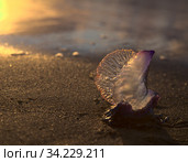 Blue bubble of flotation sail of Portuguese man of war dangerous jellyfish on Las Canteras, afternoon light. Стоковое фото, фотограф Tamara Kulikova / Фотобанк Лори