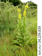 Коровяк высокий (Verbascum densiflorum Bertol.), общий вид цветущего растения. Стоковое фото, фотограф Ирина Борсученко / Фотобанк Лори