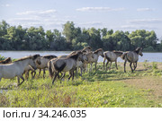 Herd of Wild Konik or Polish primitive horse riding against the background of the Danube river. Стоковое фото, фотограф Некрасов Андрей / Фотобанк Лори