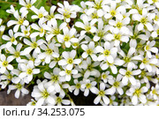 Chickweed blooms macro in the garden outdoors (Cerastium uralense) Стоковое фото, фотограф Евгений Ткачёв / Фотобанк Лори