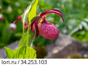 Орхидея Венерин башмачок (Cypripedium macranthon) Стоковое фото, фотограф Евгений Ткачёв / Фотобанк Лори