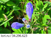 Dracocephalum charkeviczii Prob. (семейство Lamiaceae). Змееголовник Харкевича в бухте Ахлестышева на острове Русски летом. Россия, Владивосток (2020 год). Стоковое фото, фотограф Овчинникова Ирина / Фотобанк Лори