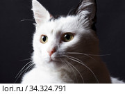 White cat portrait on black background. Стоковое фото, фотограф Яна Королёва / Фотобанк Лори