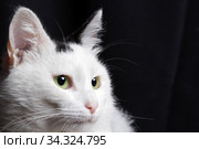 White cat portrait on black background. Стоковое фото, фотограф Яна Королёва / Фотобанк Лори