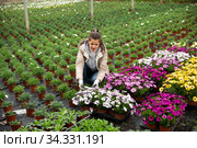 Female florist arranging potted Dimorphotheca. Стоковое фото, фотограф Яков Филимонов / Фотобанк Лори